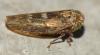 Acericerus sp.